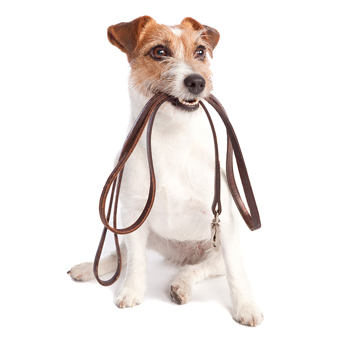 Sitting dog holding a leash in it's mouth